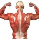 Quanto è importante la crescita muscolare per l’incremento della forza? (parte 3)